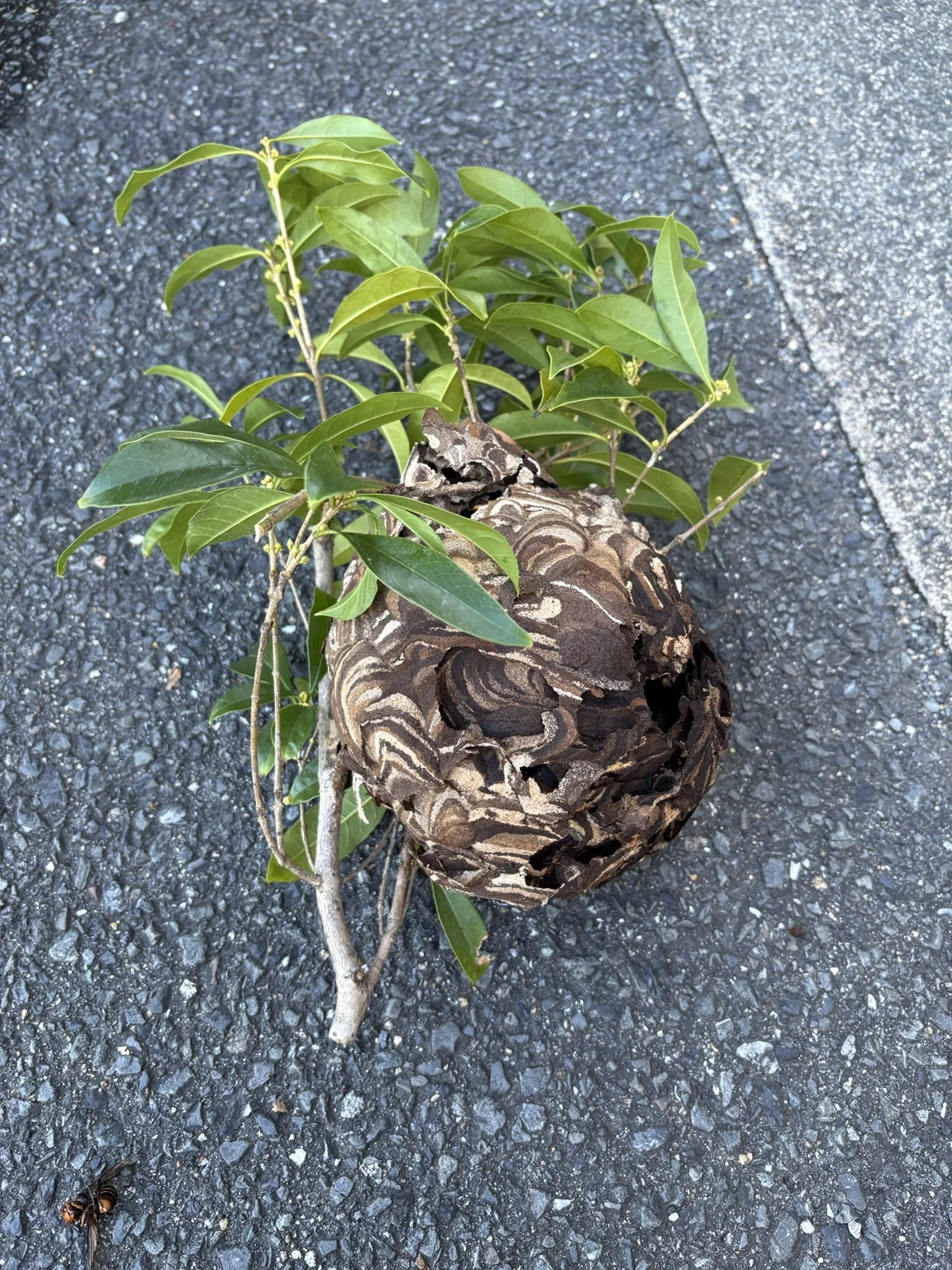 大阪府茨木市の植栽内から枝ごと取り出したスズメバチの巣。大きさは目測で約20〜25cm